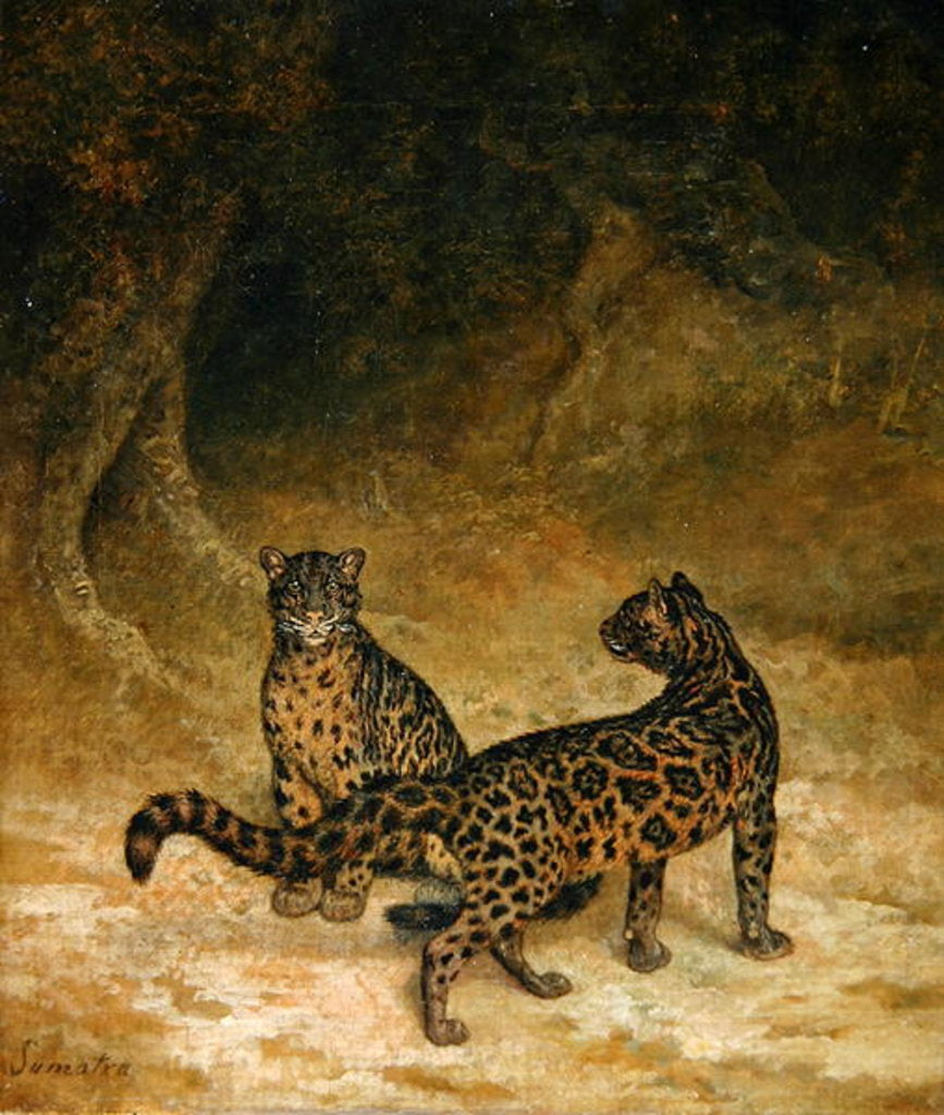 Detail of Clouded Leopards, c.1825 by Jacques-Laurent Agasse