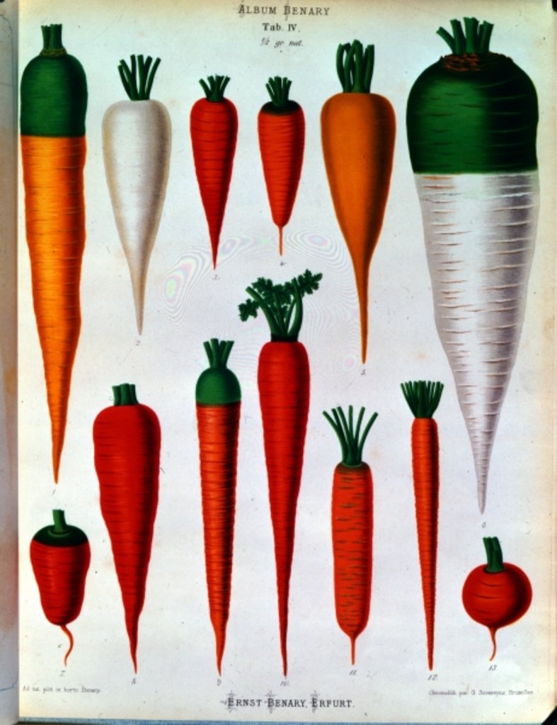 Detail of Carrots, Table IV from the 'Album Benary' by Ernst Benary