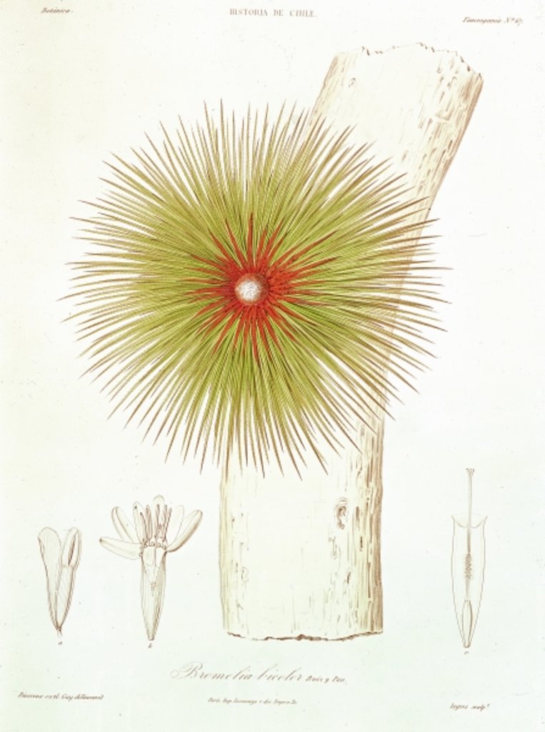 Detail of A Bromelia found in the Andes by French School