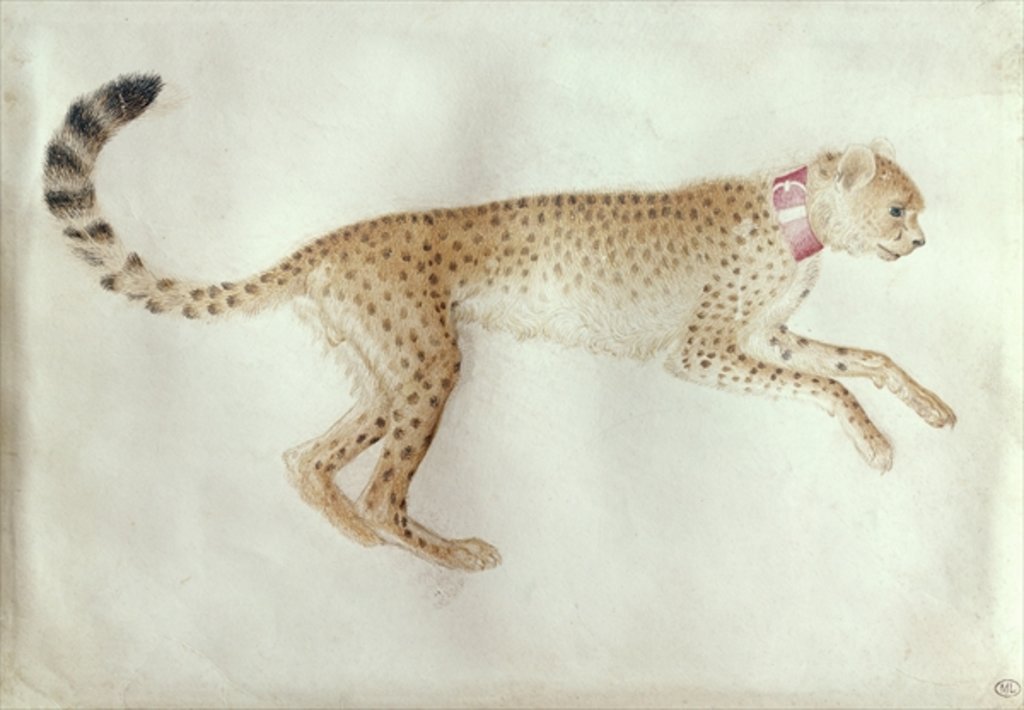 Detail of Bounding cheetah with a red collar by Antonio Pisanello