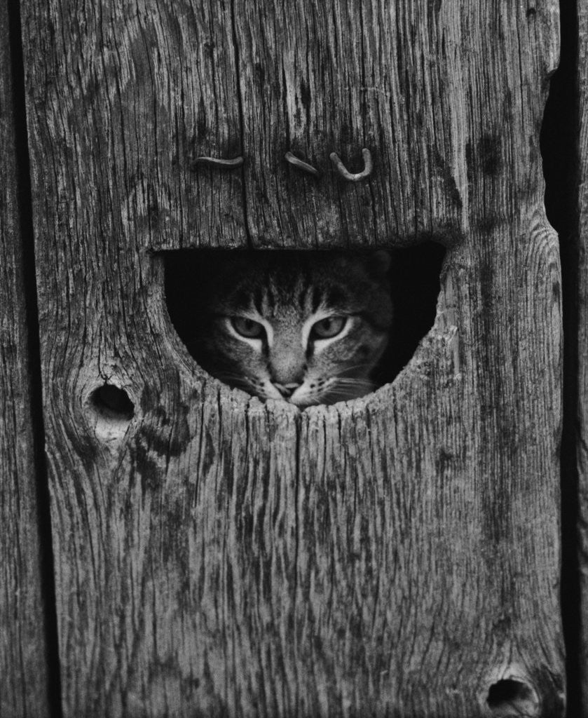 Detail of Cat Peeking Out from Barn by Corbis