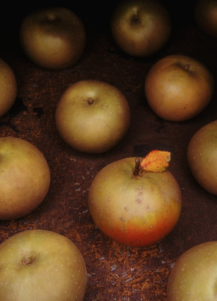 Detail of Apple With Leaf by Anonymous