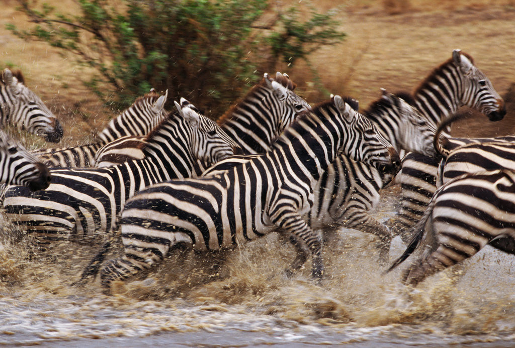 Detail of Zebras Running by Anonymous