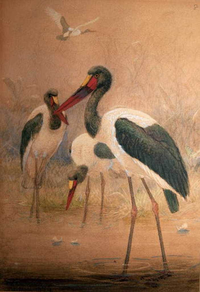Detail of Saddle-billed Stork, 1856-67 by Joseph Wolf