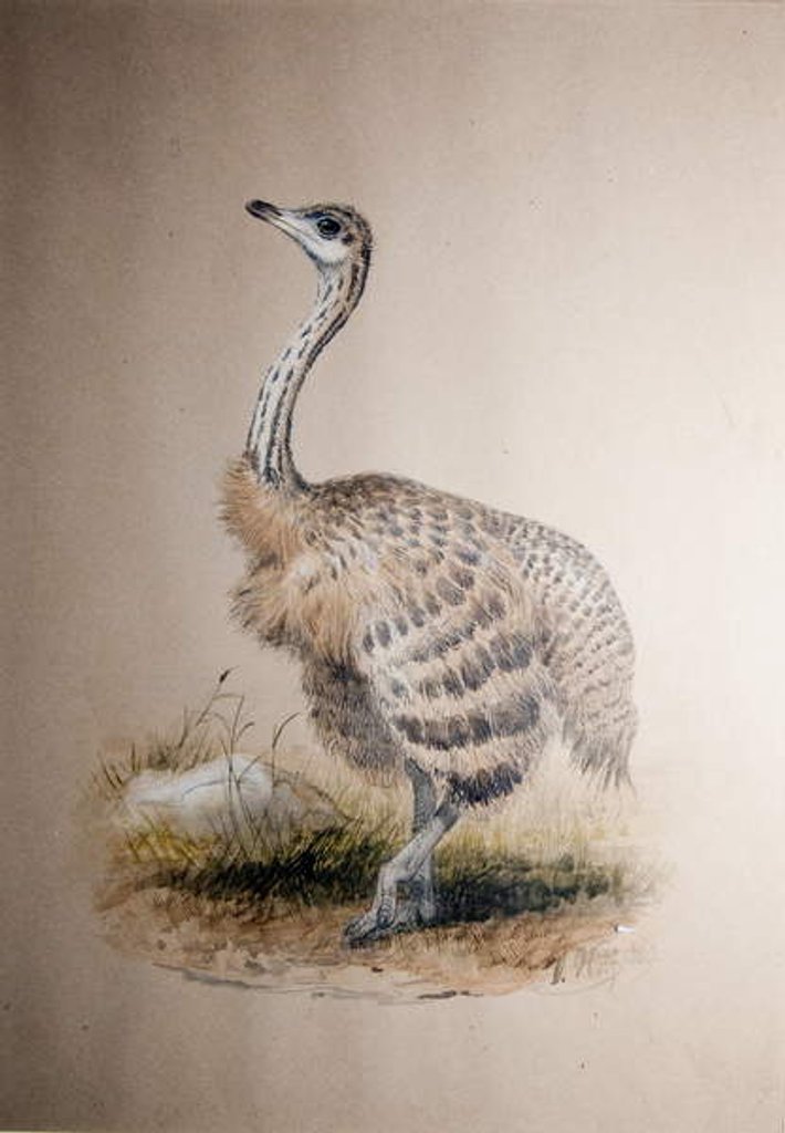 Detail of Ostrich, c.1850 by Joseph Wolf