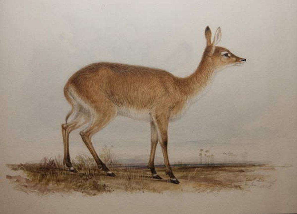 Detail of Red Lechwe, 1836 by Edward Lear