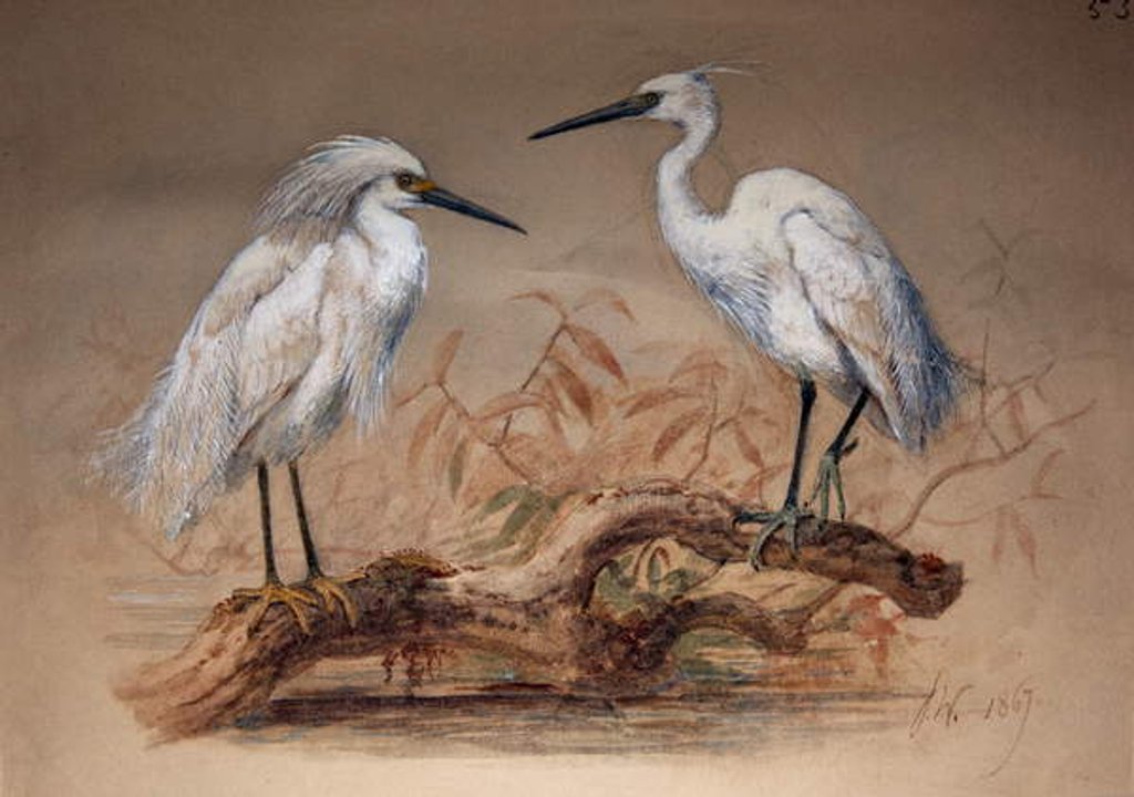 Detail of Egrets, 1867 by Joseph Wolf