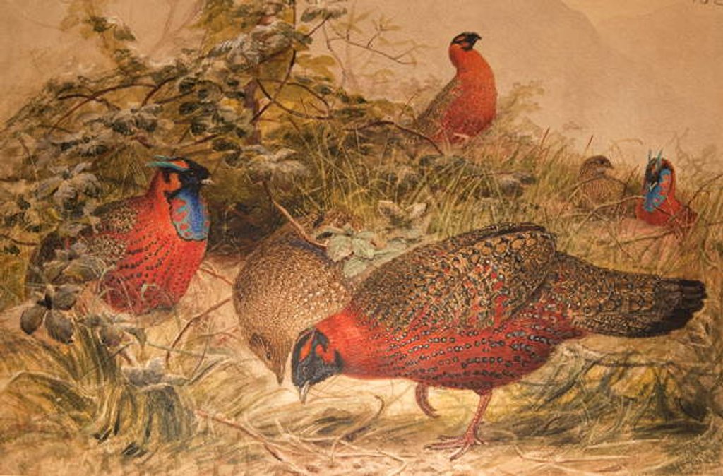 Detail of Horned Tragopan, c.1851-76 by Joseph Wolf