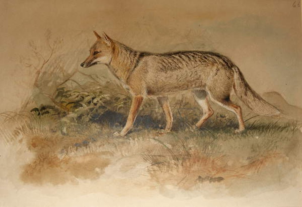 Detail of Azara's Fox - Canis azarae by Joseph Wolf