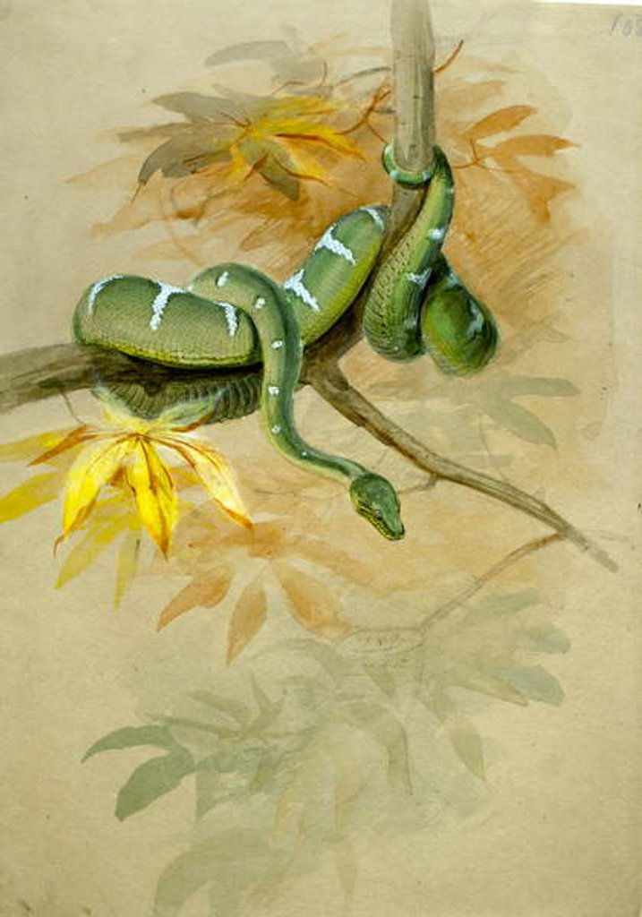 Detail of Green Boa by Joseph Wolf