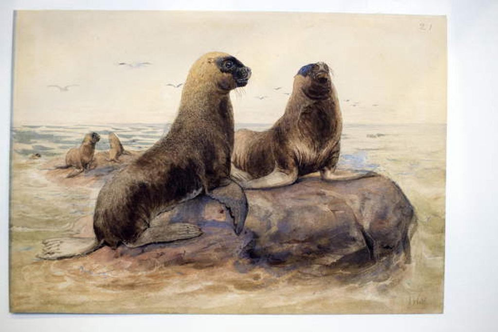 Detail of Pantagonian Sea Lions, c.1865 by Joseph Wolf