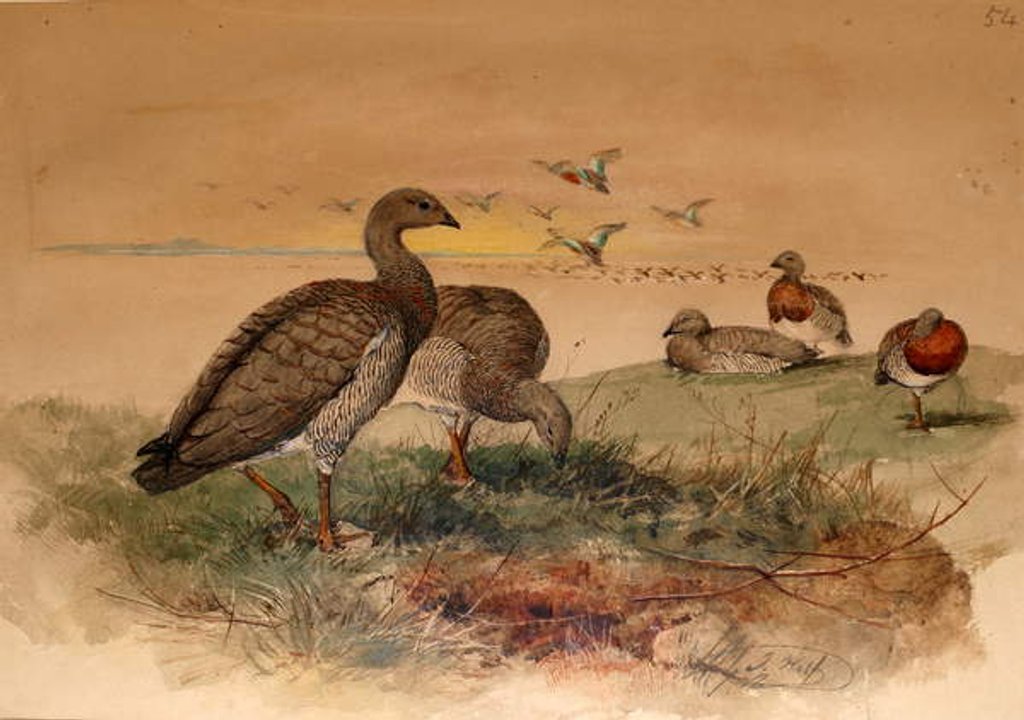 Detail of Ashy-headed Goose, 1852-54 by Joseph Wolf