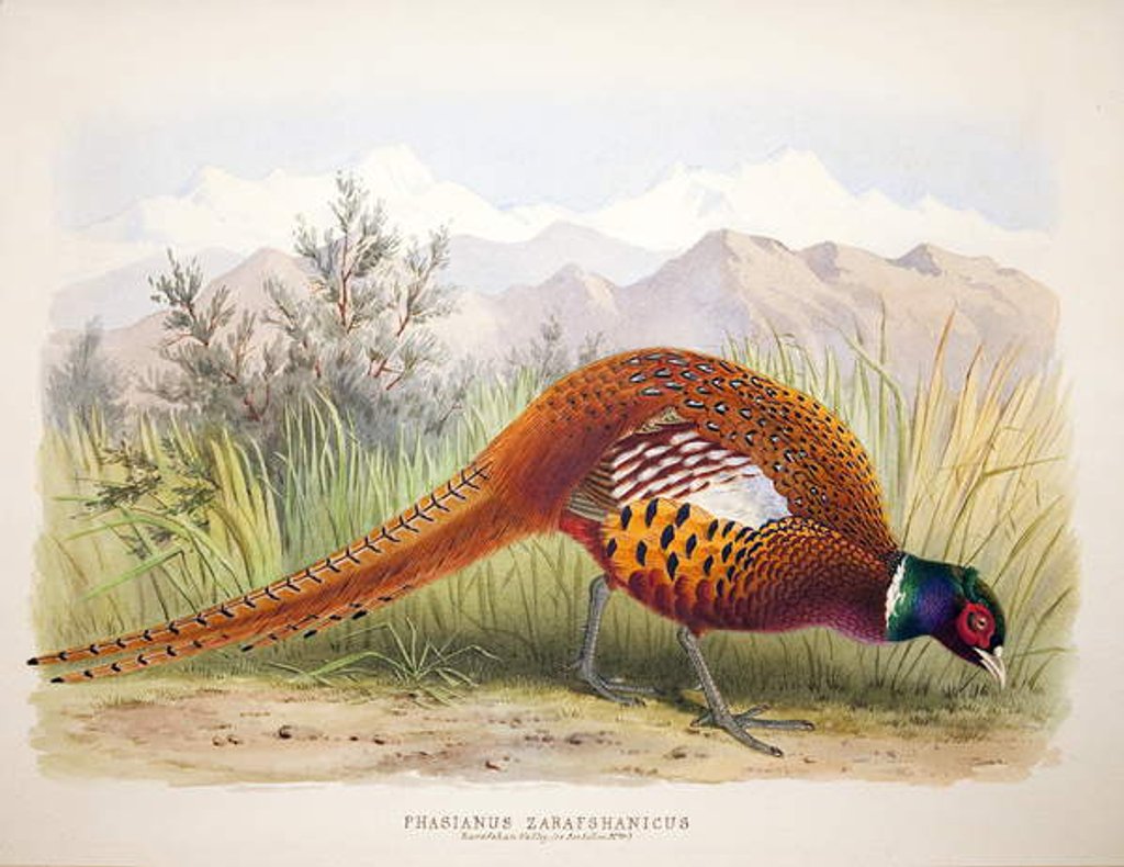 Detail of Phasianus zarafshanicus, c.1896-1921 by Henry Jones