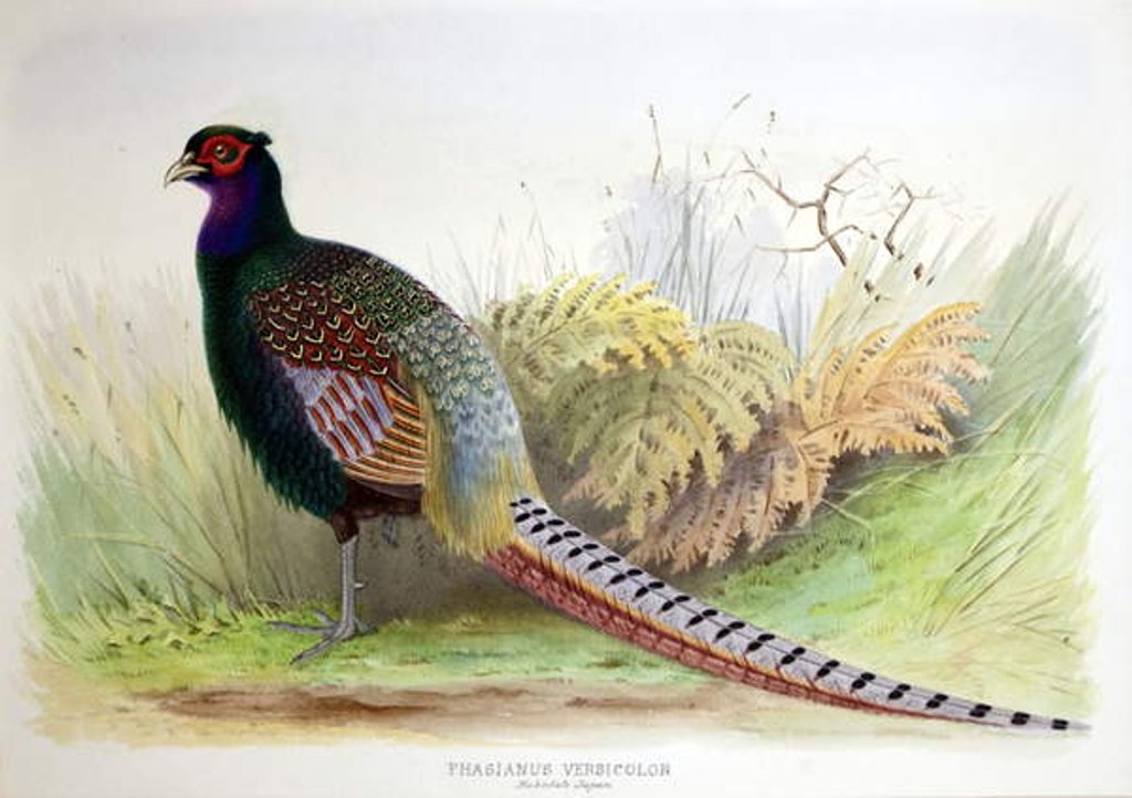 Detail of Phasianus Versicolor, c.1896-1921 by Henry Jones