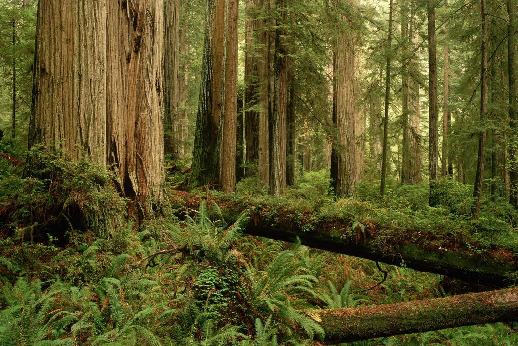 Detail of Redwood Trees by Anonymous