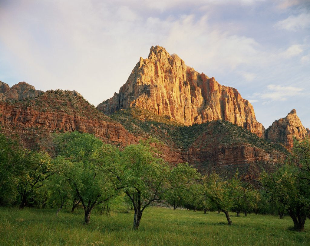 Detail of Orchard at the Base of a Rock Formation by Anonymous