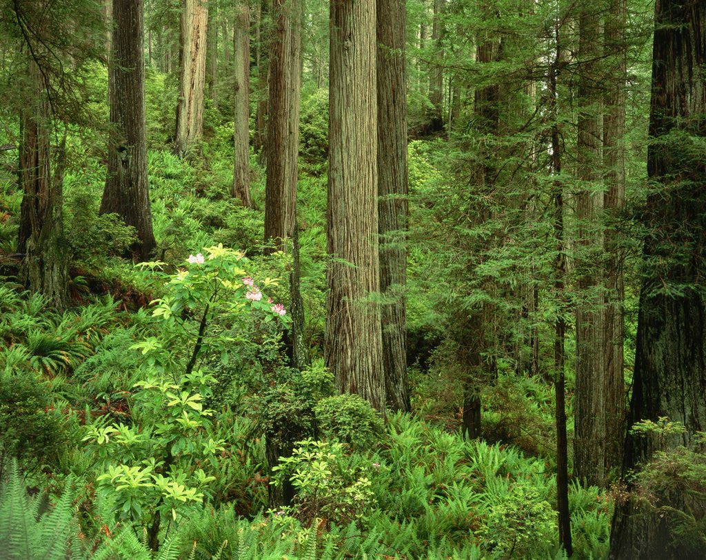 Detail of Redwood Trees by Anonymous