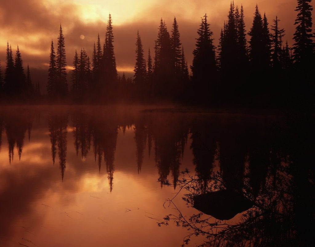 Detail of Trees Reflecting in a Lake by Anonymous