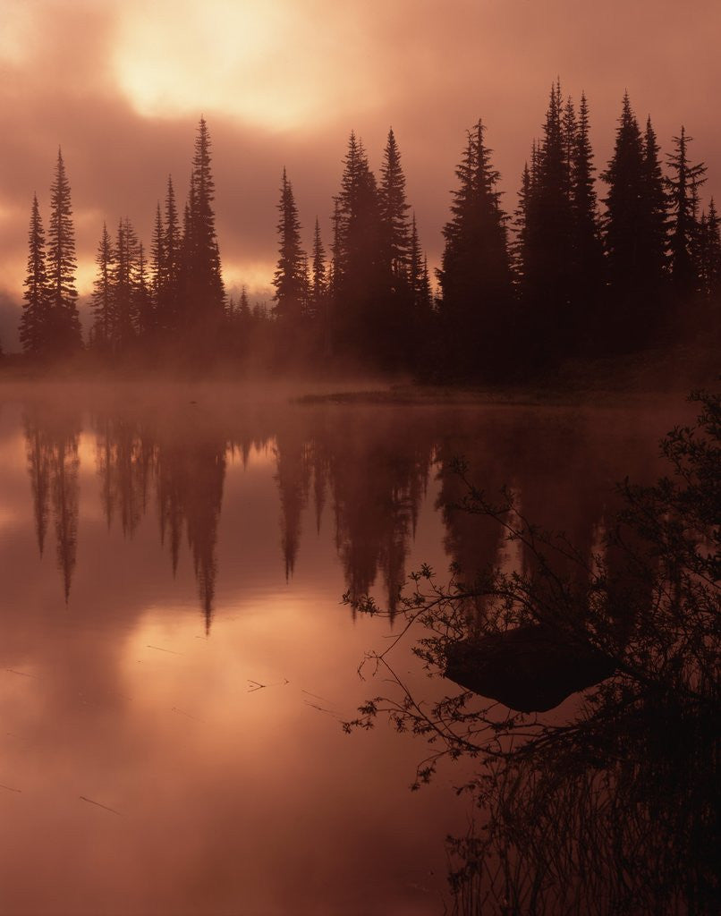 Detail of Tree Reflection on a Lake by Anonymous